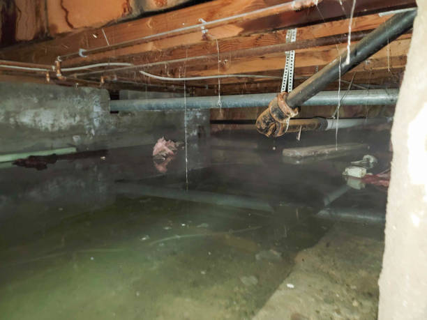 Best Water damage restoration company  in High Springs, FL